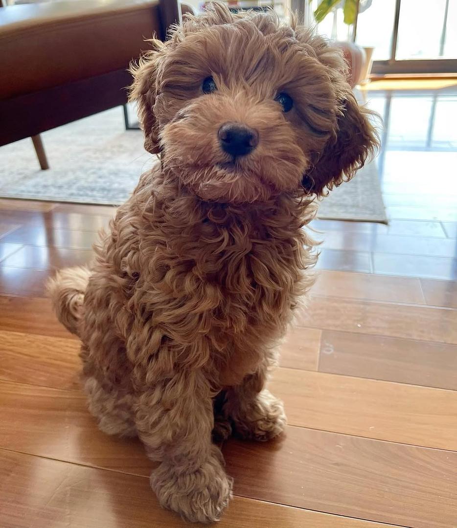 whatsapp image 2025 12 22 at 9.02.15 am