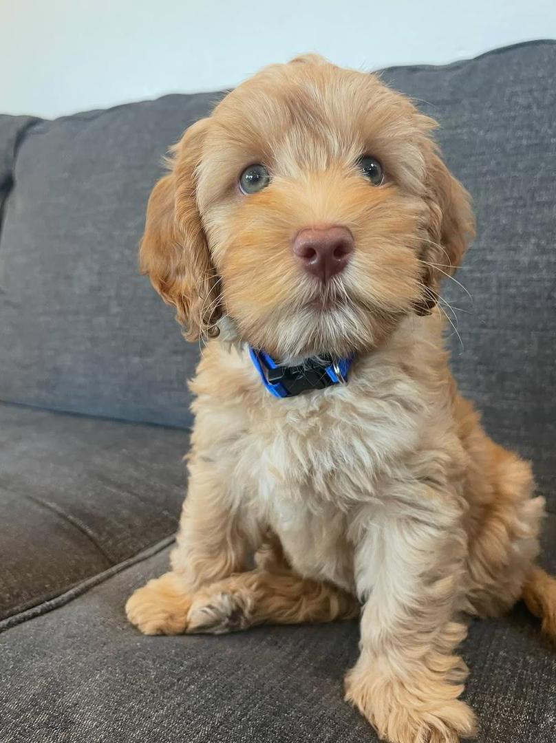 whatsapp image 2025 12 22 at 9.10.06 am