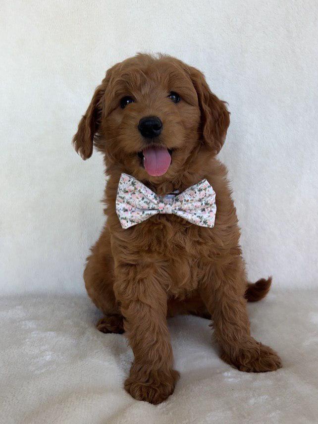 whatsapp image 2025 12 22 at 9.22.26 am